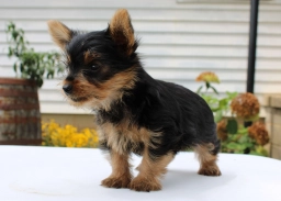 Theo  puppies for sale