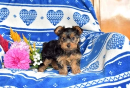 Chipper  puppies for sale