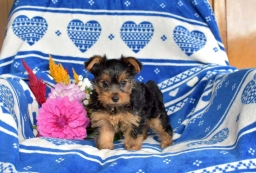 Chipper  puppies for sale
