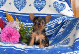 Chase  puppies for sale