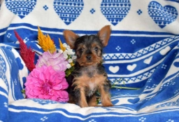 Chase  puppies for sale