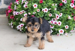 Peppa  puppies for sale
