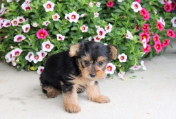 Peppa  puppies for sale