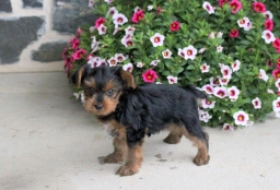 Ollie  puppies for sale