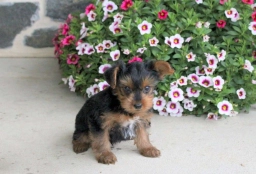 Ollie  puppies for sale