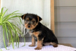 Danny  puppies for sale