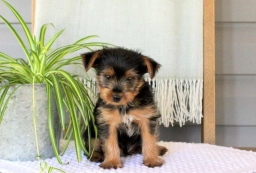 Danny  puppies for sale