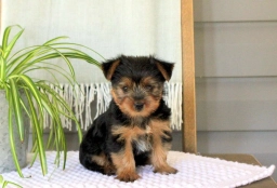 Daisy  puppies for sale