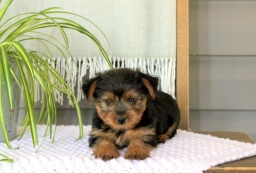 Daisy  puppies for sale