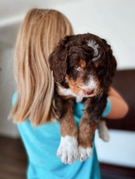 Pearl  puppies for sale