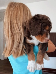 Pearl  puppies for sale
