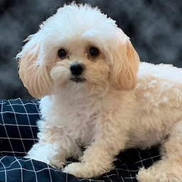Kyle  puppies for sale