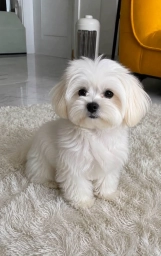 Kyle  puppies for sale