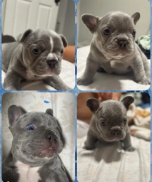 First litter  puppies for sale
