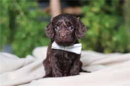 Star  puppies for sale