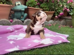Lucy  puppies for sale