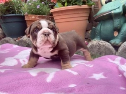 Lucy  puppies for sale