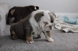 Apollo  puppies for sale
