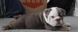 Apollo  puppies for sale