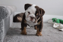 Tracy  puppies for sale