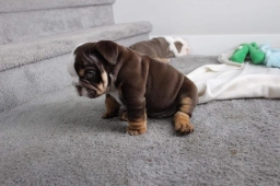Tracy  puppies for sale