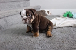 AKC English Bulldog For Sale  puppies for sale