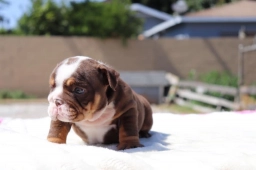 Lucy AKC English Bulldog Puppy For Sale puppies for sale