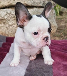 Mimi  puppies for sale