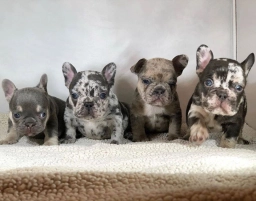 Mimi  puppies for sale