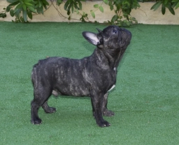Minks And Ashley puppies for sale
