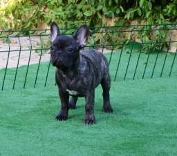 Minks And Ashley puppies for sale