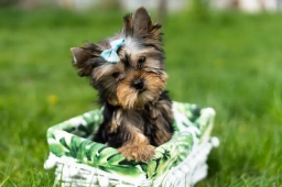 Yorkie puppies available  puppies for sale