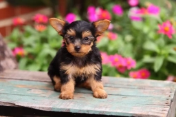 Yorkie puppies available  puppies for sale