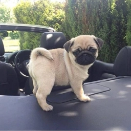 Adorable Pug Puppies Ready for Loving Homes! 🐾  puppies for sale