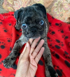 Adorable Pug Puppies Ready for Loving Homes! 🐾  puppies for sale