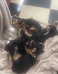 YORKSHIRE TERRIER PUPPIES  puppies for sale