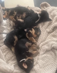 YORKSHIRE TERRIER PUPPIES  puppies for sale