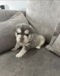 French Bulldog for adoption  puppies for sale
