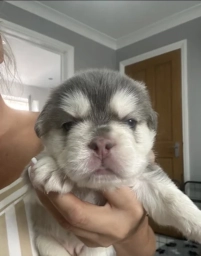 French Bulldog for adoption  puppies for sale