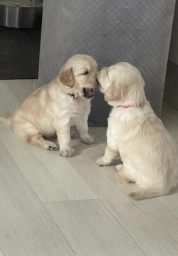 🐶 Golden Retriever Puppies – 4 Beautiful Puppies Available  puppies for sale