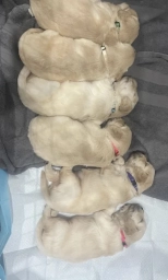 🐶 Golden Retriever Puppies – 4 Beautiful Puppies Available  puppies for sale