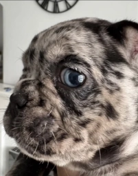 🐾 FRENCH BULLDOG PUPPIES — READY FOR THEIR FOREVER HOMES ❤️  puppies for sale