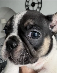 🐾 FRENCH BULLDOG PUPPIES — READY FOR THEIR FOREVER HOMES ❤️  puppies for sale