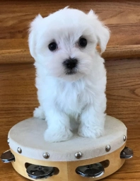 Jasmine  puppies for sale