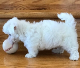 Jasmine  puppies for sale