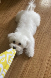 Fluffy  puppies for sale