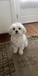 Fluffy  puppies for sale