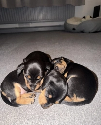 Miniature dachshund puppies  puppies for sale