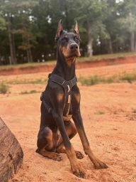 European Doberman  puppies for sale