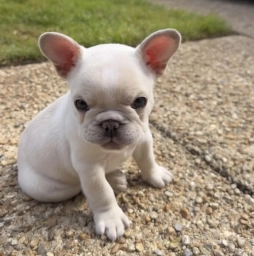 Stacy Clark  puppies for sale